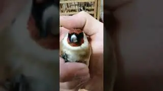 ловля красивых щеглов
