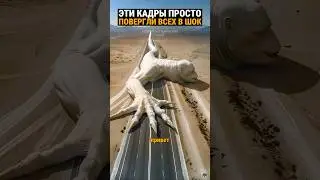 Странное существо вызывает вопросы у учёных.
