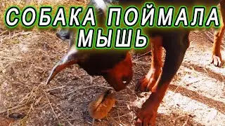 Собака во дворе поймала мышь!