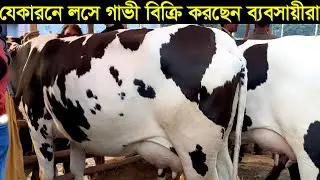 শীতের কারনে হাঁটে কাস্টমার নাই লসে গাভী বিক্রি করছি। কমদামে গাভী কিনুর এই শীতে cow price 2020