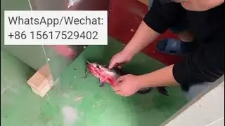 Commercial Grade Fish Processing Equipment Fish Half Machine Fish Processing Plant#fishcuting
