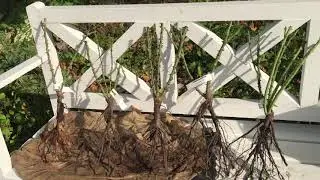 Посылка Роз из питомника РОЗАФЛОРА