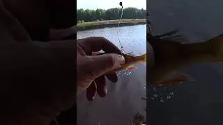 Ловля ЩУКИ на ПОПЛАВОК. ВЫ видели что произошло? 