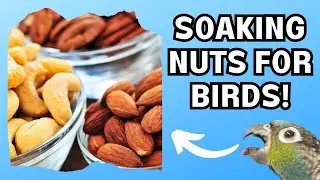 Parrot Food - Soaking Nuts for Birds | BirdNerdSophie