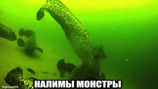 Рыбалка🎣 - ШОК! НАЛИМЫ МОНСТРЫ НА КРАЮ СВАЛА. Подводная съемка