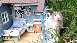 ХОМЯЧКИ на ДАЧЕ***ЛЕТНИЕ ПРИКЛЮЧЕНИЯ ДРУЗЕЙ ХОМЯЧКОВ