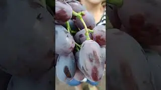 виноград Алвіка koveles.prom.ua