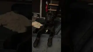 🐾Кане-корсо 