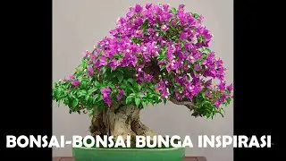 BONSAI - BONSAI BUNGA INSFIRASI