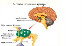 Поведение. Структура поведенческого акта - Виноградова Екатерина. Лекция 1