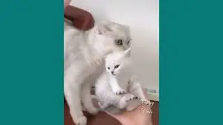 How mother cat protect and take care their children (2)#cat #kitten #pet #poopoo #cute #抖音 #tiktok
