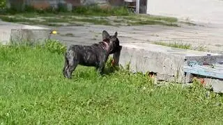 Яшка и Дашка