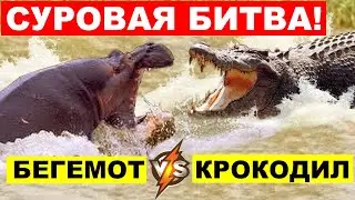 Кто сильнее Бегемот или Крокодил. Кто кого победит в схватке?