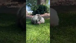 ✨Puppy asmr✨