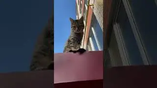 Умный котик #shorts #shortsfeed