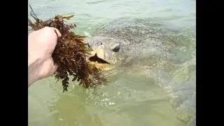 Ручные черепахи на Шри ланке. Hand turtles on Sri Lanka.