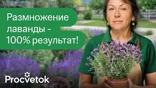 ЛАВАНДА ИЗ ЧЕРЕНКА ВЫРАСТЕТ ДАЖЕ У НОВИЧКА! Как быстро и просто размножить лаванду?