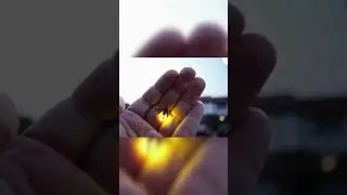 জোনাকির জৈবদ্যুতি | Bioluminescence of Firefly | 