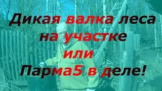 Дикая валка леса на участке или Парма М5 в деле!