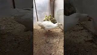 Гусыня защищает гусят, которых вывели мы сами
