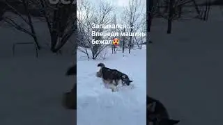 Наш хаски Харди... 3 года  