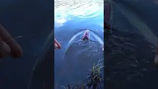 ЛОВЛЯ ЩУКИ НА РАДИОУПРАВЛЯЕМЫЙ КАТЕР И ПОППЕР. 