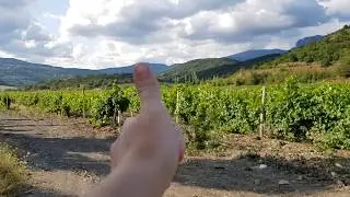 Какая красота/Виноградники и горы/АЛУШТА