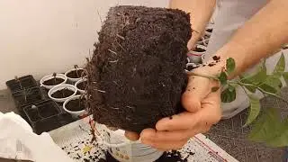 Мандарин из косточки. Корневая мандарина. Пересадка.