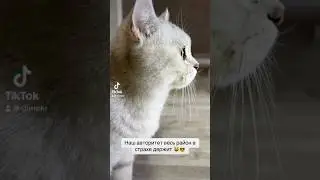 Тайсон Степанович 😹#мем #мемы #прикол #юмор #жиза  #кот #коты #котики #котята #котенок #британец #я