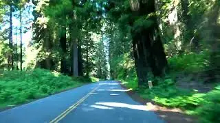 Driving the Newton B. Drury Scenic Parkway in Prairie Creek Redwoods State Park