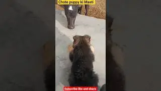 chote puppy ki Masti #shorts #shortsfeed #shortvideo #trending #ytshorts #animals #doglover #dog