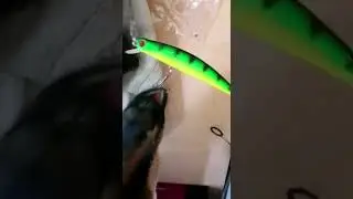 козёл и блесна