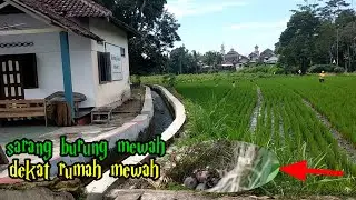 melihat sarang burung dekat rumah mewah