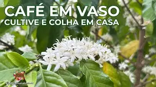 Café Arábica Plantado Em Vaso - Dicas de Cultivo