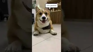 The Dog who is a good friend 