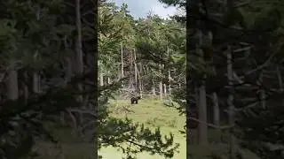 Медведь вблизи Байкала. Неожиданная встреча. 