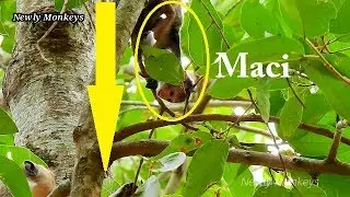 Deep scare!!! Cameraman worry so much | Why DeeDee abandon Maci on the top tree like this
