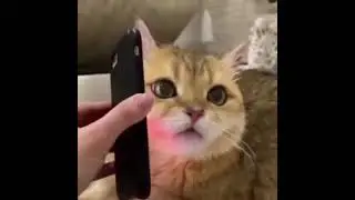 Когда с утра слушаешь свои пьяные голосовые сообщения