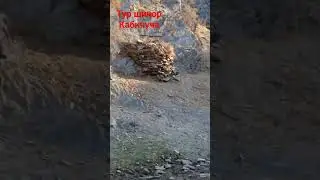 Кабкчуча шикор Тур шикор 2023.