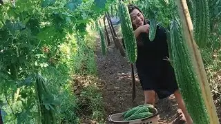 AMPALAYA __Harvesting Bitter Gourd | Miss Shirly
