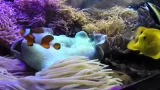 OdySea Aquarium: An Engineering Marvel