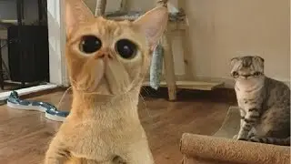 КОТЫ С МАРСА инопланетные коты!! Приколы с Котами смешная озвучка
