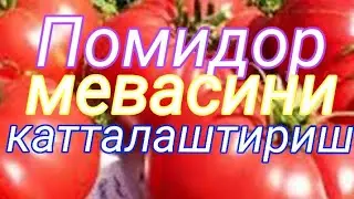 Помидор мевасини катталаштириш учун бериладиган минирал угитлар