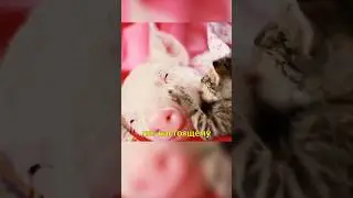 🐷Свинка Дружит с Котенком🐱