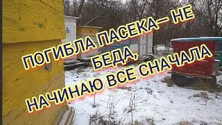 ПРОПАЛИ ПЧЕЛЫ,ОСТАЛОСЬ ТРИ СЕМЬИ ИЗ ДВЕНАДЦАТИ.НАЧИНАЮ ВСЕ СНАЧАЛА.КАКИЕ ДОПУСТИЛ ОШИБКИ ОСЕНЬЮ.