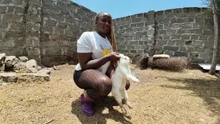 Playing with rabbit in rubberboots 