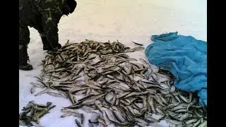 Как ловить корюшку зимой?
