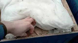 Три дні бджоли літали  в січні !Який стан пасіки на кінець січня !