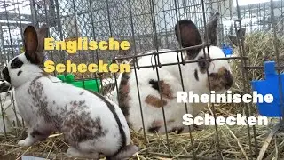 Английский и Рейнский Строкач