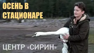 Осенний стационар. Выпускаем сову, лебедя. Лечение и эвтаназия.
